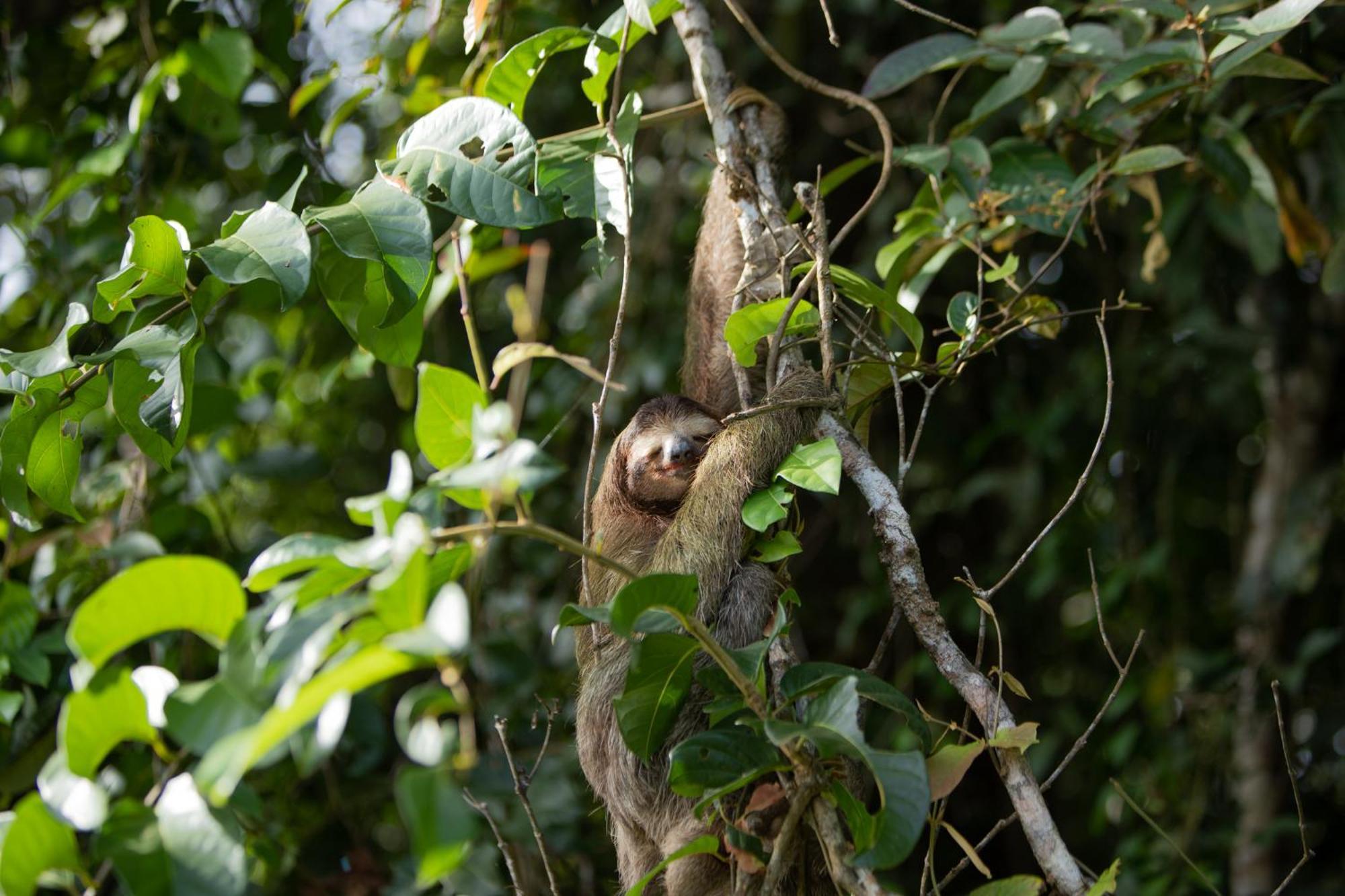Evergreen Lodge Tortuguero Eksteriør billede